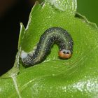 (5) Drei Raupenstadien des Gelbhorn-Eulenspinners (Achlya flavicornis)