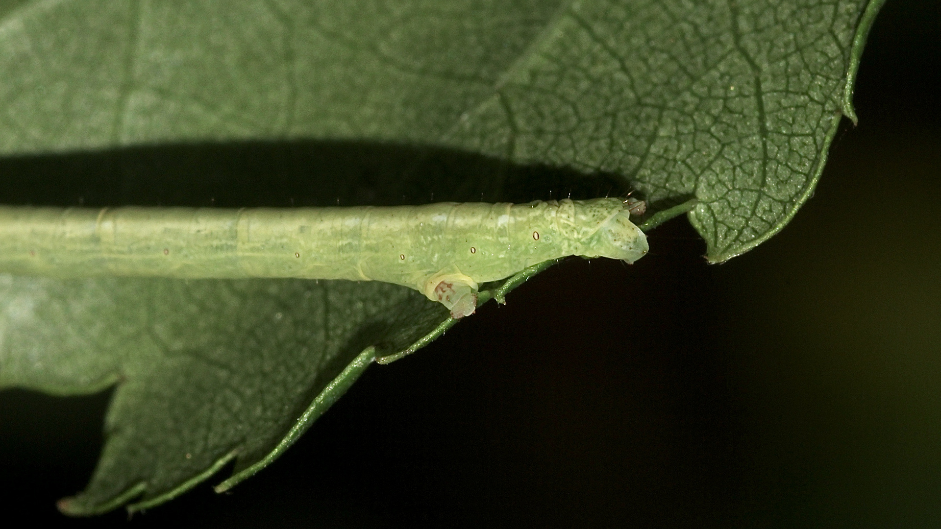 (5) Drei verschiedene Raupen des (Weißstirn-)Weißspanners (Cabera cf. pusaria)