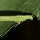 (5) Drei verschiedene Raupen des (Weißstirn-)Weißspanners (Cabera cf. pusaria)