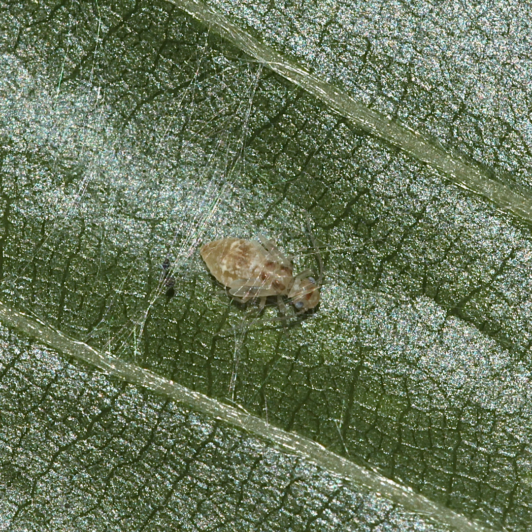 (5) Ectopsocus briggsi - eine Staublauslarve (Psocoptera = Psocodea)