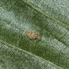 (5) Ectopsocus briggsi - eine Staublauslarve (Psocoptera = Psocodea)