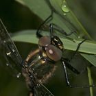 (5) Ein frisch geschlüpftes Männchen der Glänzenden Smaragdlibelle (Somatochlora metallica)