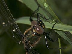 (5) Ein frisch geschlüpftes Männchen der Glänzenden Smaragdlibelle (Somatochlora metallica)