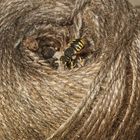(5) Ein Nest der Großen Wollbiene (Anthidium manicatum)