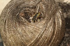 (5) Ein Nest der Großen Wollbiene (Anthidium manicatum)