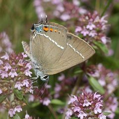 (5) Ein Pärchen des Kreuzdorn-Zipfelfalters (Satyrium = Thekla) spini 