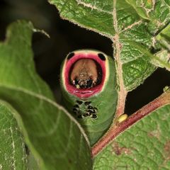(5) Eine ausgewachsene Raupe des Großen Gabelschwanzes (Cerura vinula)!
