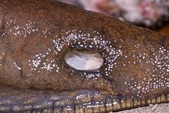 (5) Eine WEGSCHNECKE (Arion sp.)