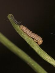 (5) Einiges vom Aurorafalter (Anthocharis cardamines), erlebt an einem einzigen Tag!