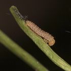 (5) Einiges vom Aurorafalter (Anthocharis cardamines), erlebt an einem einzigen Tag!