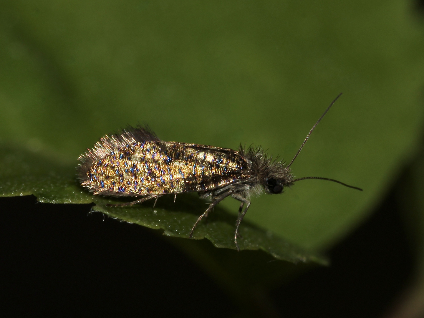 (5) Eriocrania semipurpurella oder sangii aus der Familie der Trugmotten (Eriocraniidae)