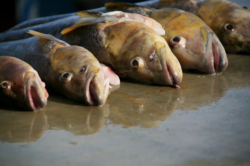 "5 Fische auf dem Fischmarkt"