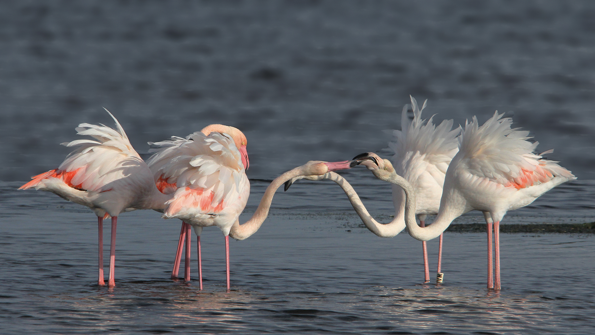 5 flamants roses