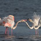 5 flamants roses