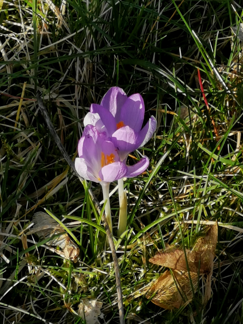 (5) Frühling lässt grüßen... 