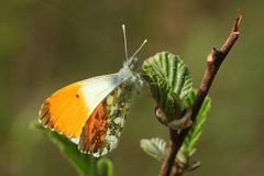 (5) Frühlingsfarben: Ein Aurorafalter-Männchen (Anthochares cardamines) vor dem Jungfernflug!