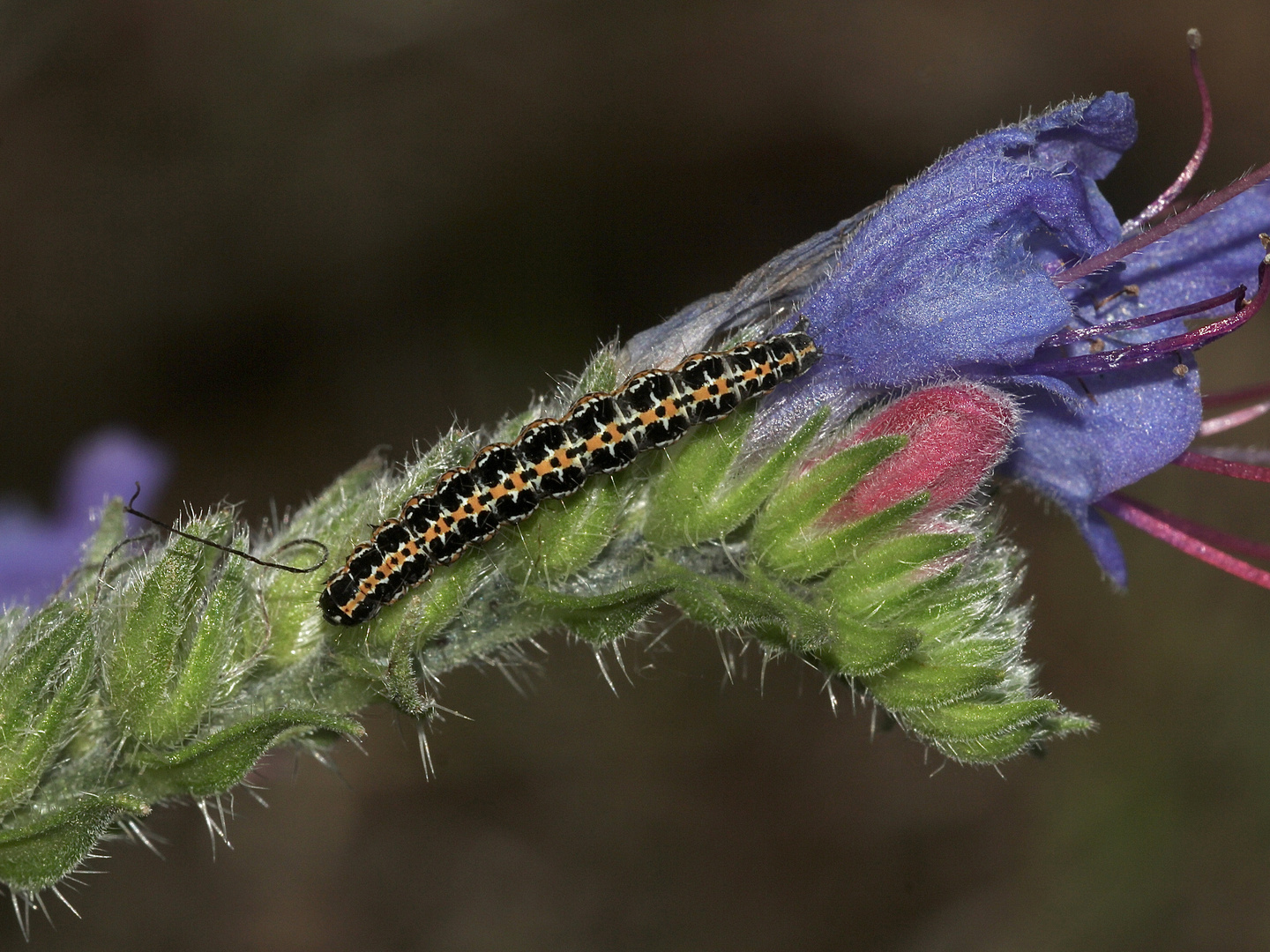 (5) Fünf Raupen von Ethmia bipunctella, einem Kleinschmetterling ...