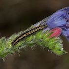 (5) Fünf Raupen von Ethmia bipunctella, einem Kleinschmetterling ...