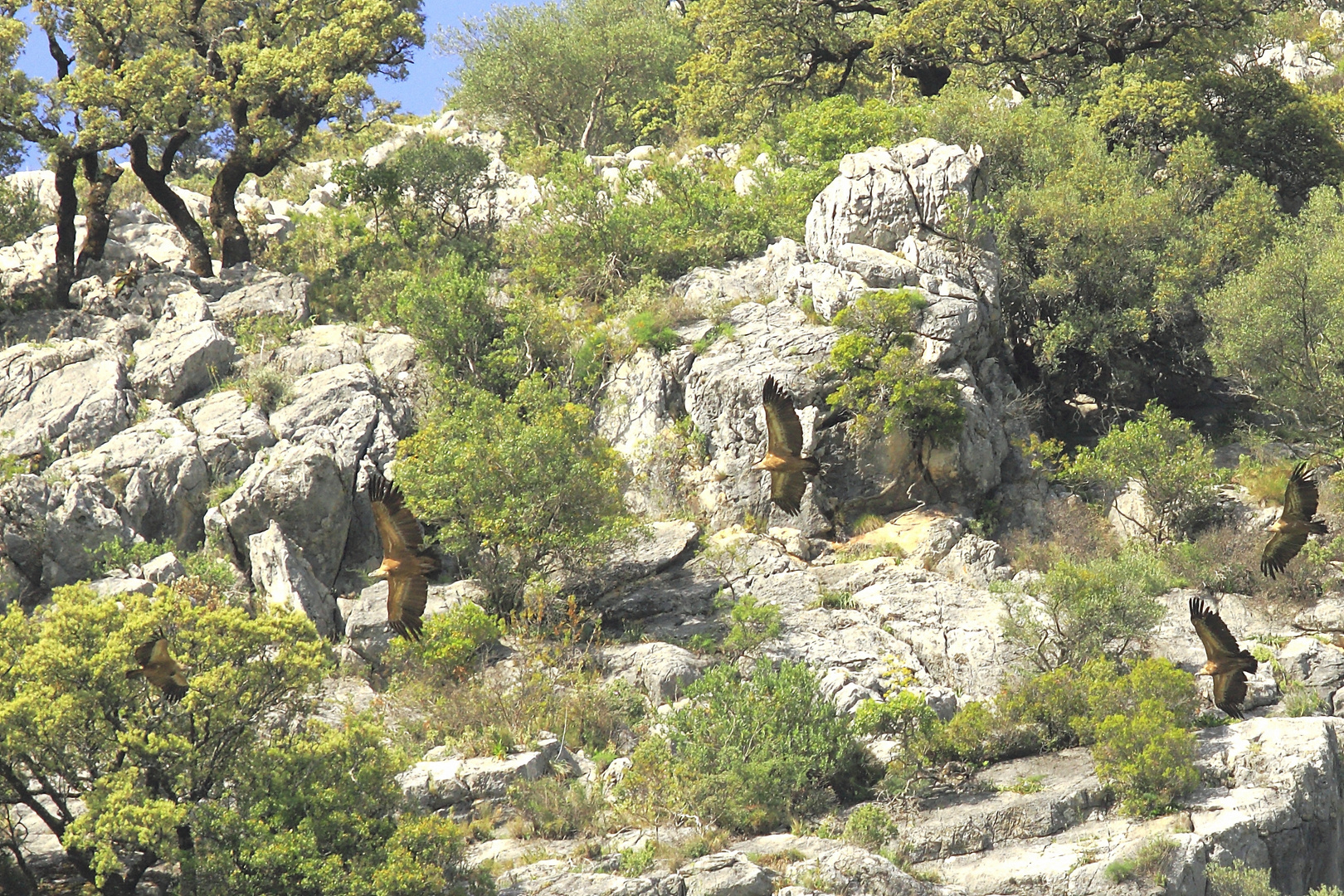 5 Gänsegeier im Lebensraum