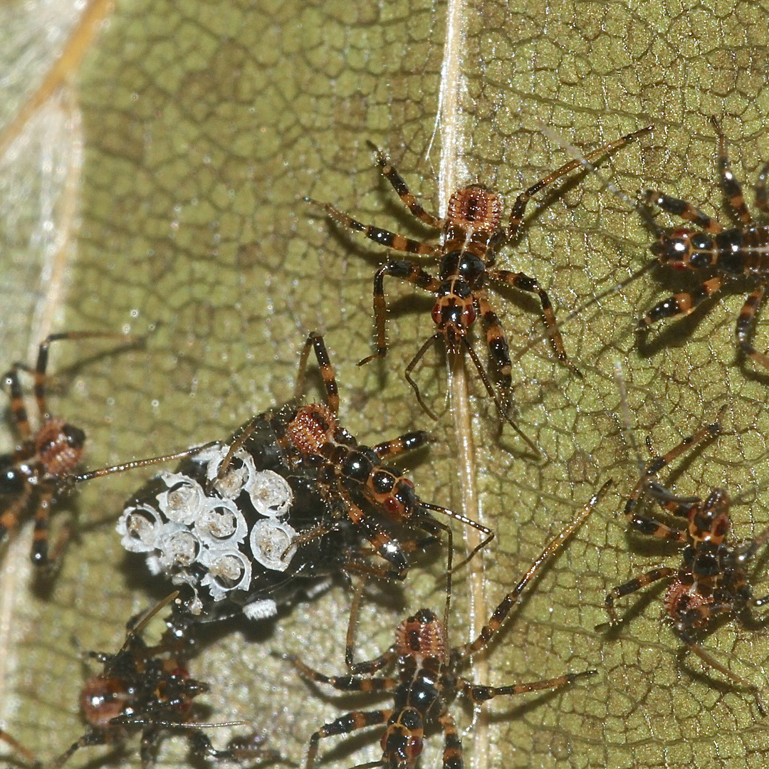 (5) Gelege und Junglarven der Geringelten Mordwanze (Rhynocoris annulatus)