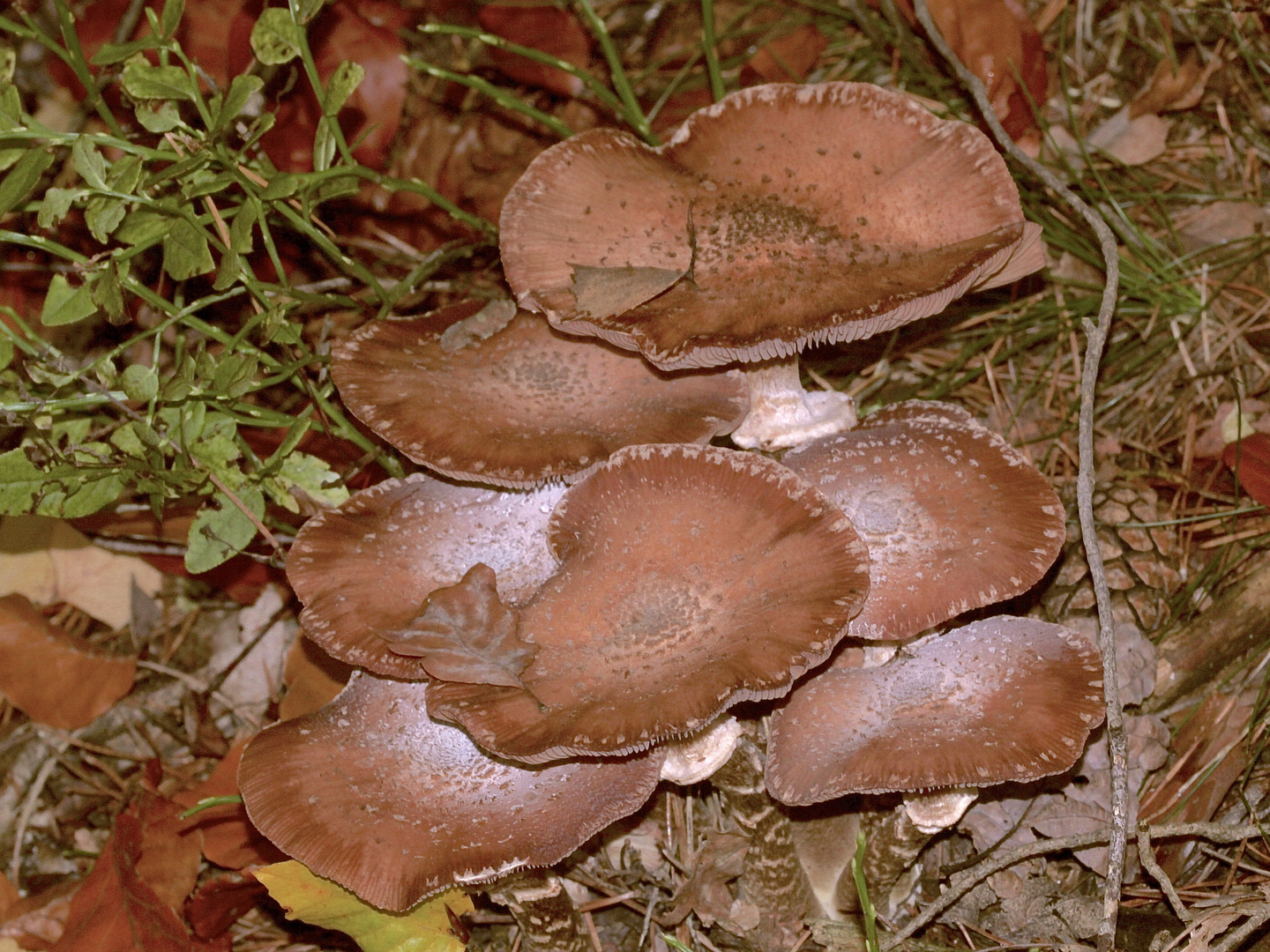 (5) Gemeiner Hallimasch (Armillaria solidipes) ...