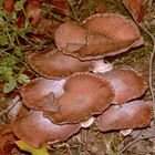 (5) Gemeiner Hallimasch (Armillaria solidipes) ...