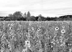 (5) Herbst in der Oberpfalz - schwarzweiß und bunt ...