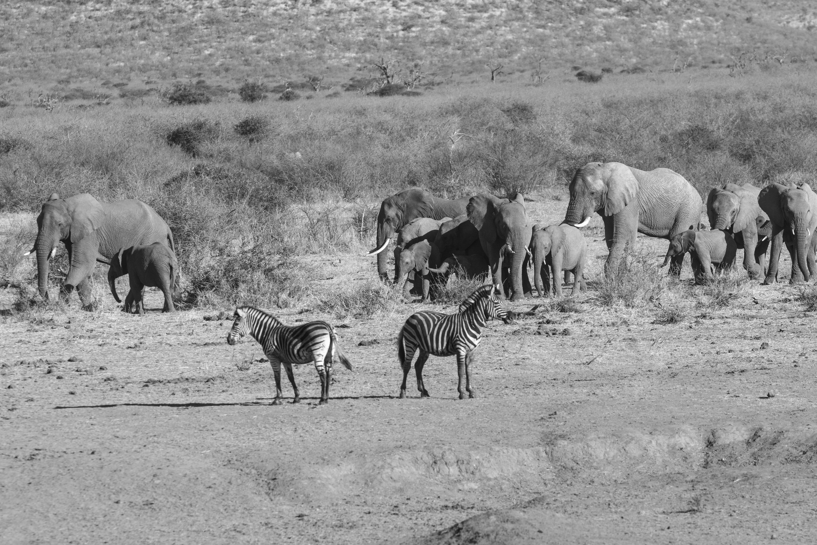 5 Impressionen Madikwe, Südafrika