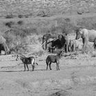 5 Impressionen Madikwe, Südafrika