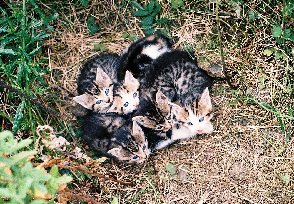 5 junge verwilderte Katzen bei der Mittagspause gestört