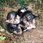 5 junge verwilderte Katzen bei der Mittagspause gestört