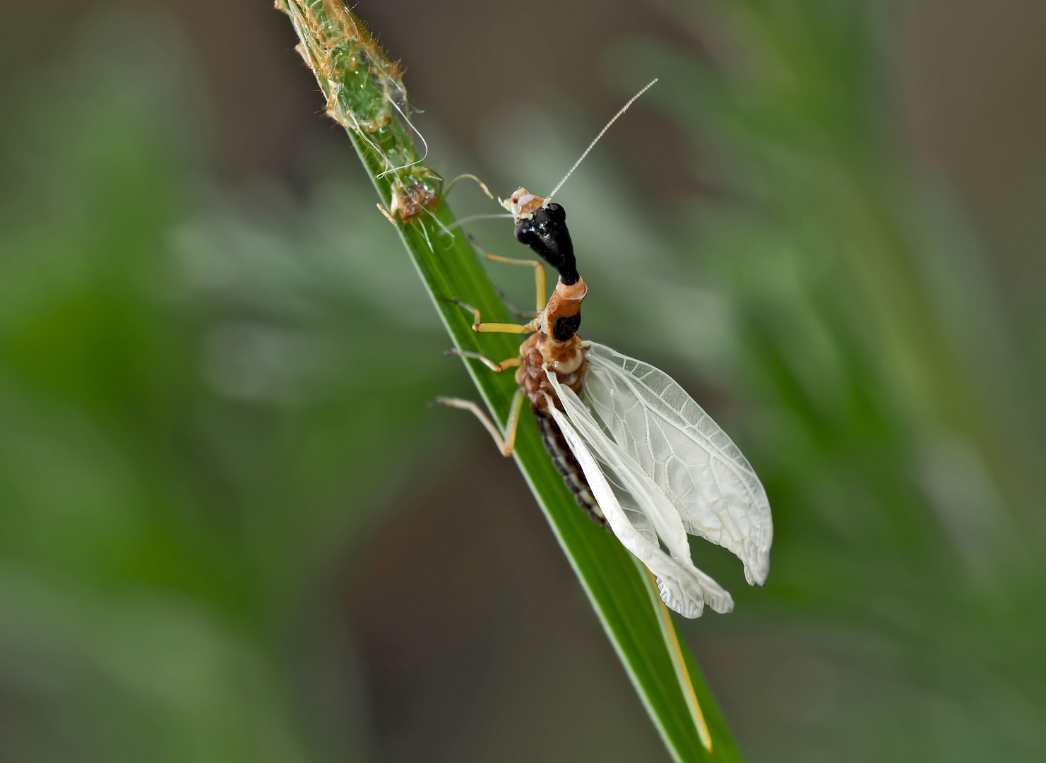 5. Kamelhalsfliege (Raphidia sp.): Metamorphose! Aufnahme 30 Minuten nach dem 1. Foto.