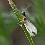 5. Kamelhalsfliege (Raphidia sp.): Metamorphose! Aufnahme 30 Minuten nach dem 1. Foto.