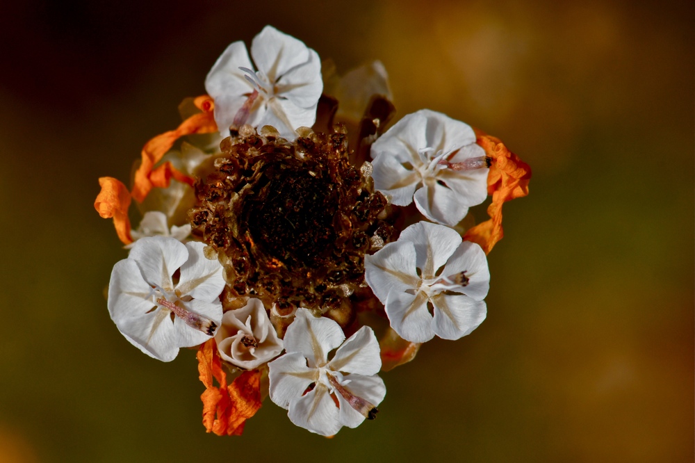 5 kleine Blüten