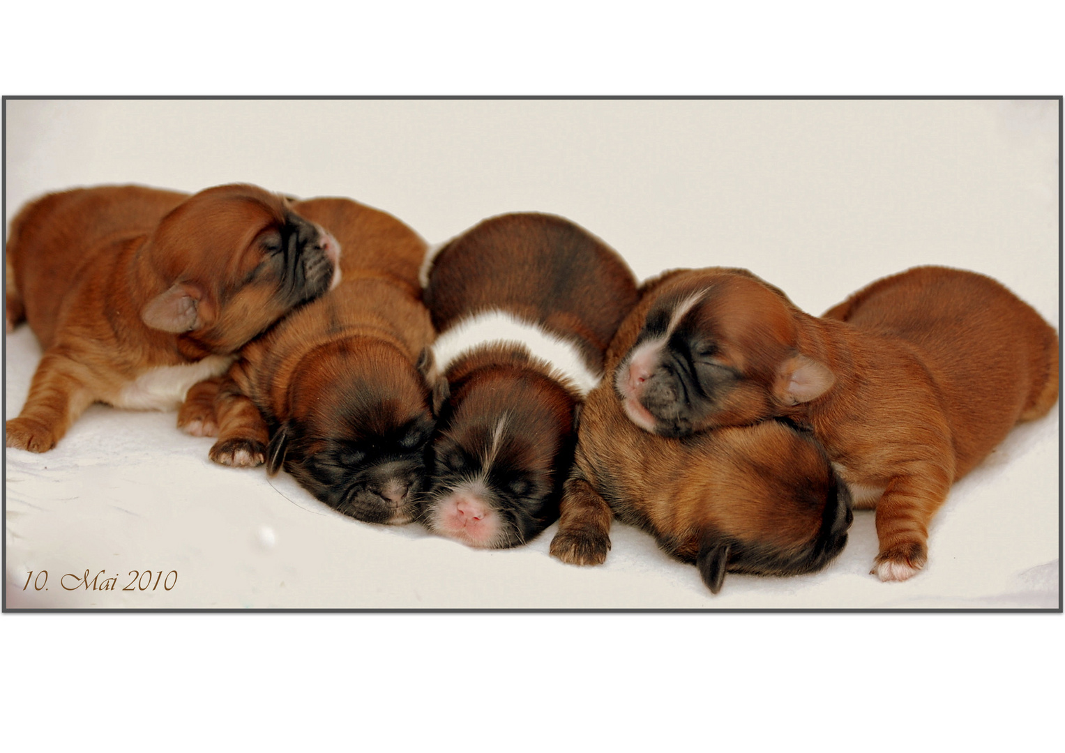 5 Kleine Hundebaby S Foto Bild Tiere Tierkinder Natur Bilder Auf Fotocommunity