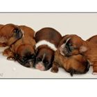 5 kleine Hundebaby´s