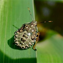 5. Larvenstadium der Gartenwanze (Rhaphigaster nebulosa), . . .