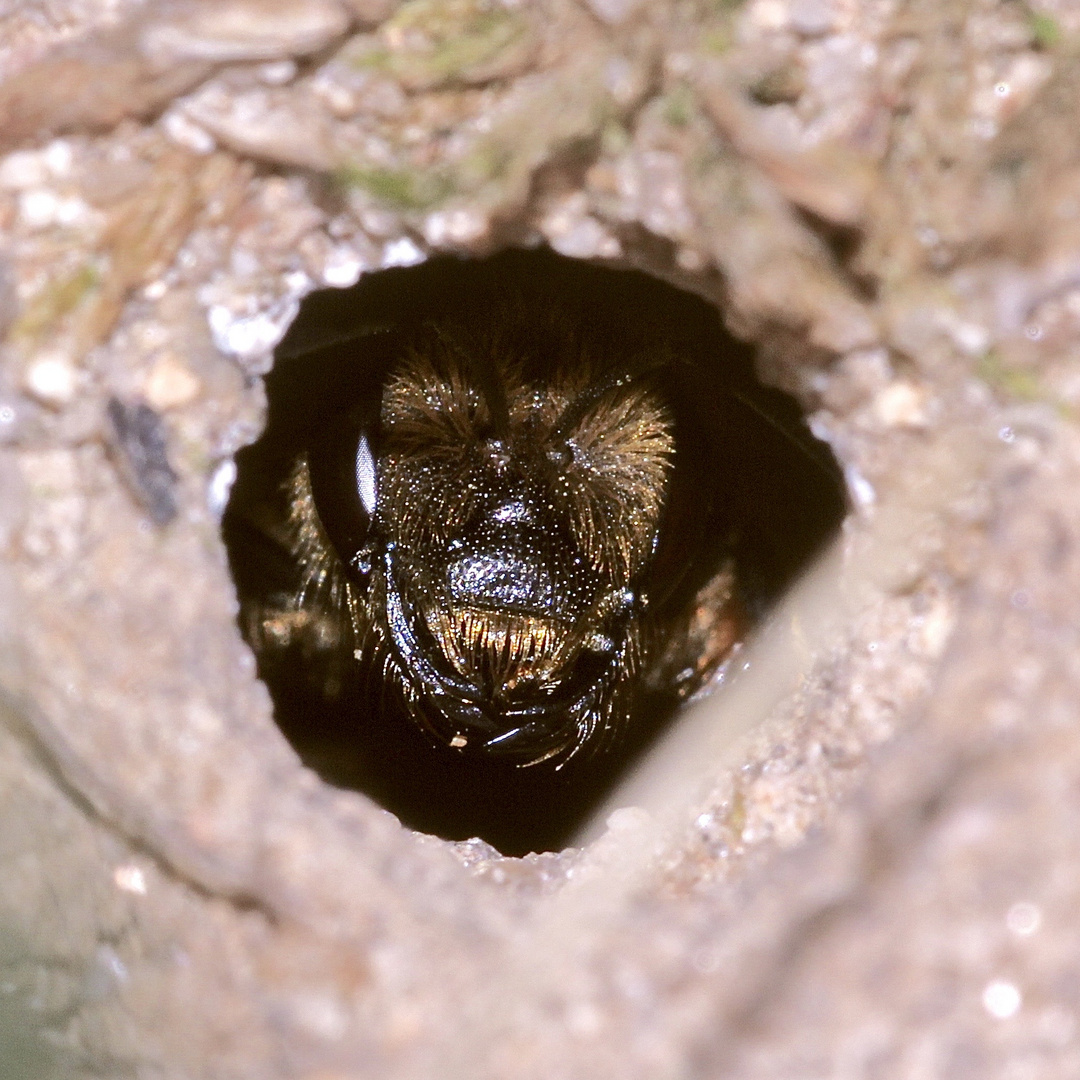 (5) "Meine" Bienenkolonie 2019 - Im kalten Winter Vorfreude auf den nächsten Sommer ...