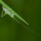 5 Millimeter lange, junge Eichenschrecke (Meconema sp.)