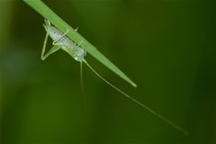 5 Millimeter lange, junge Eichenschrecke (Meconema sp.)