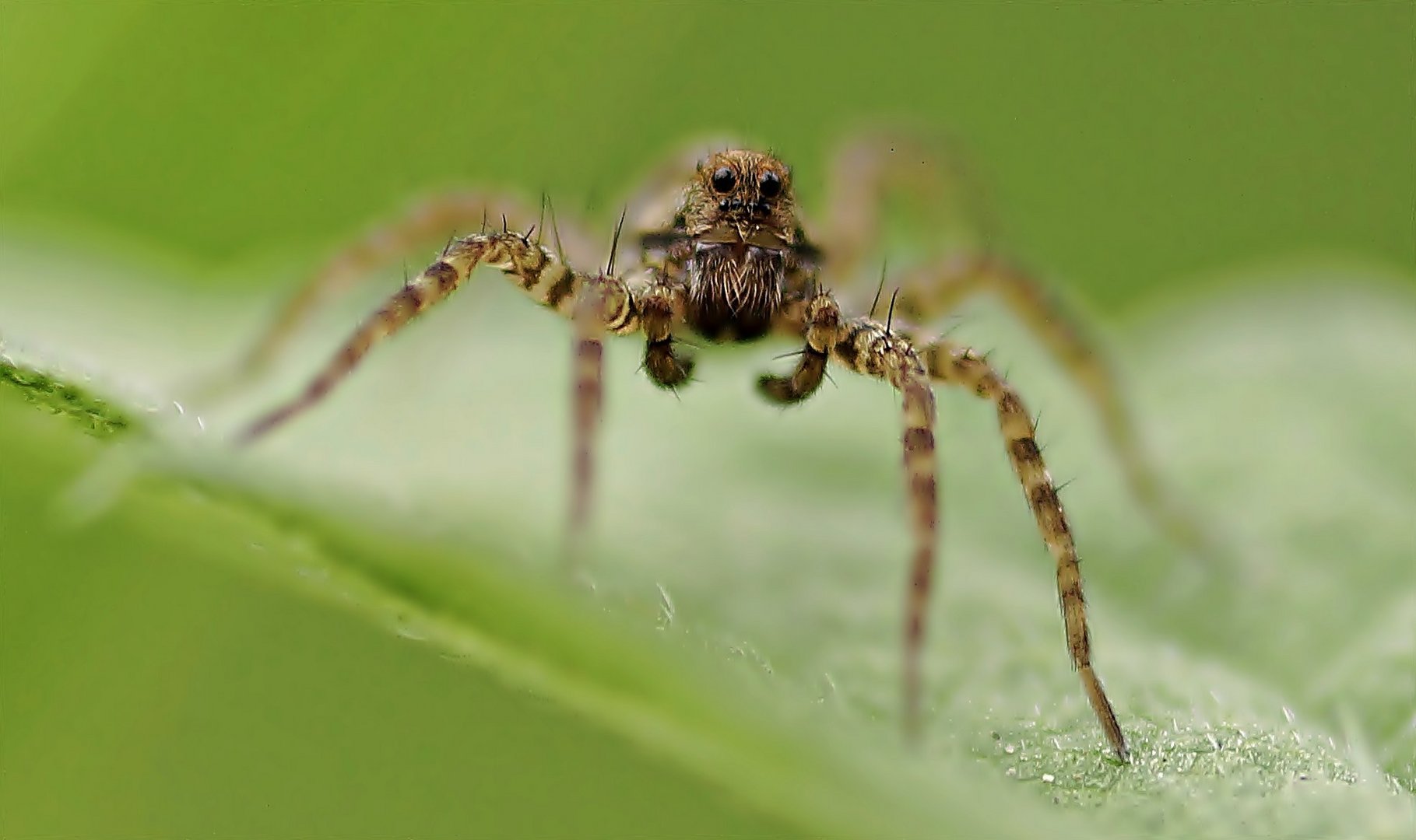 5 mm großer Monster (grins)