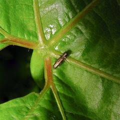 5 mm langer Prachtkäfer - für Gerdt!   Agrilus sp.