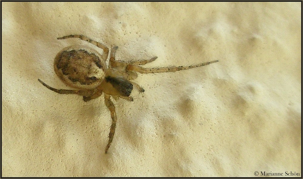 5 mm Sektorspinne...