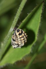 (5) MONTAGNACHMITTAGSRÄTSEL!!! Auflösung: Stürzpuppe des Roten Scheckenfalters (Melitaea didyma).