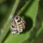 (5) MONTAGNACHMITTAGSRÄTSEL!!! Auflösung: Stürzpuppe des Roten Scheckenfalters (Melitaea didyma).