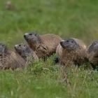 5 Murmeltiere auf einen Streich