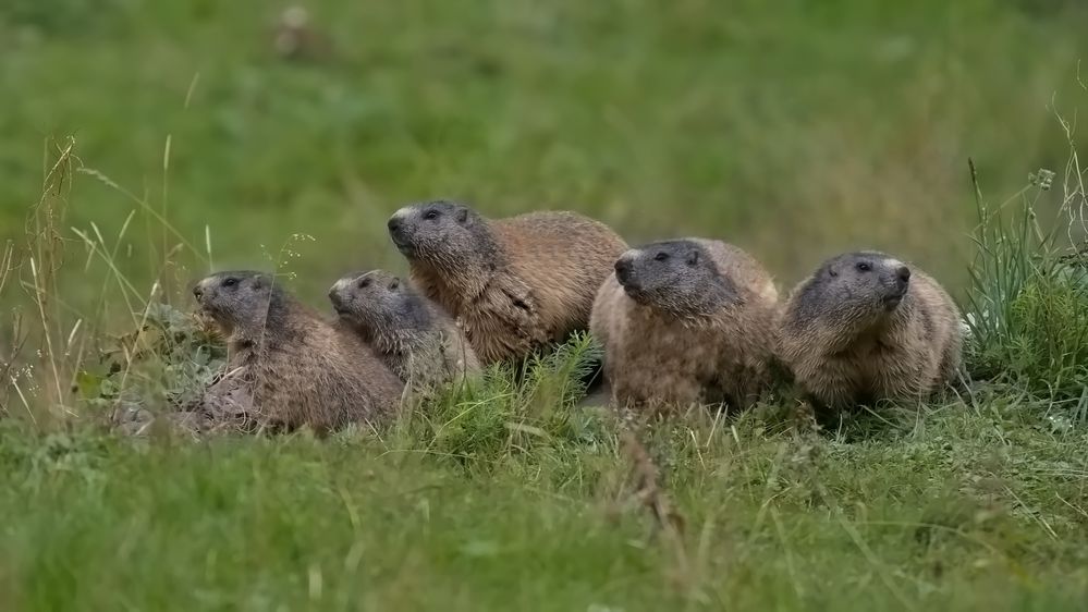 5 Murmeltiere auf einen Streich