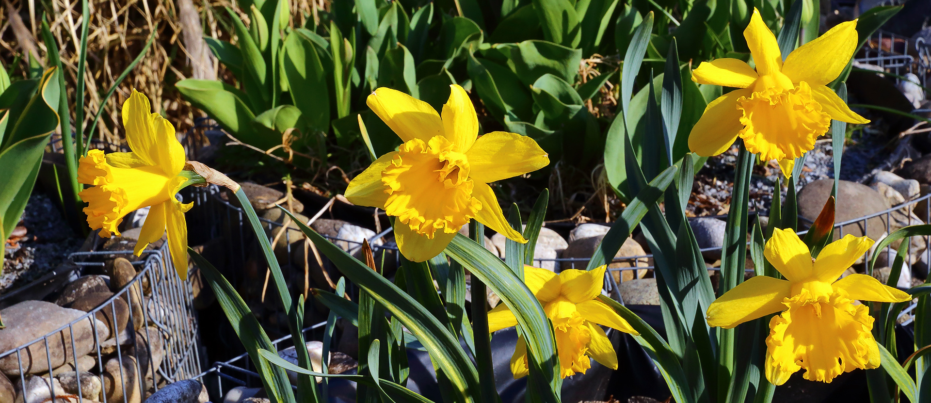 5 Narzissenblüten die um die Wette strahlen und sicher jedem Gartenfreund Freude machen