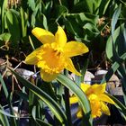 5 Narzissenblüten die um die Wette strahlen und sicher jedem Gartenfreund Freude machen