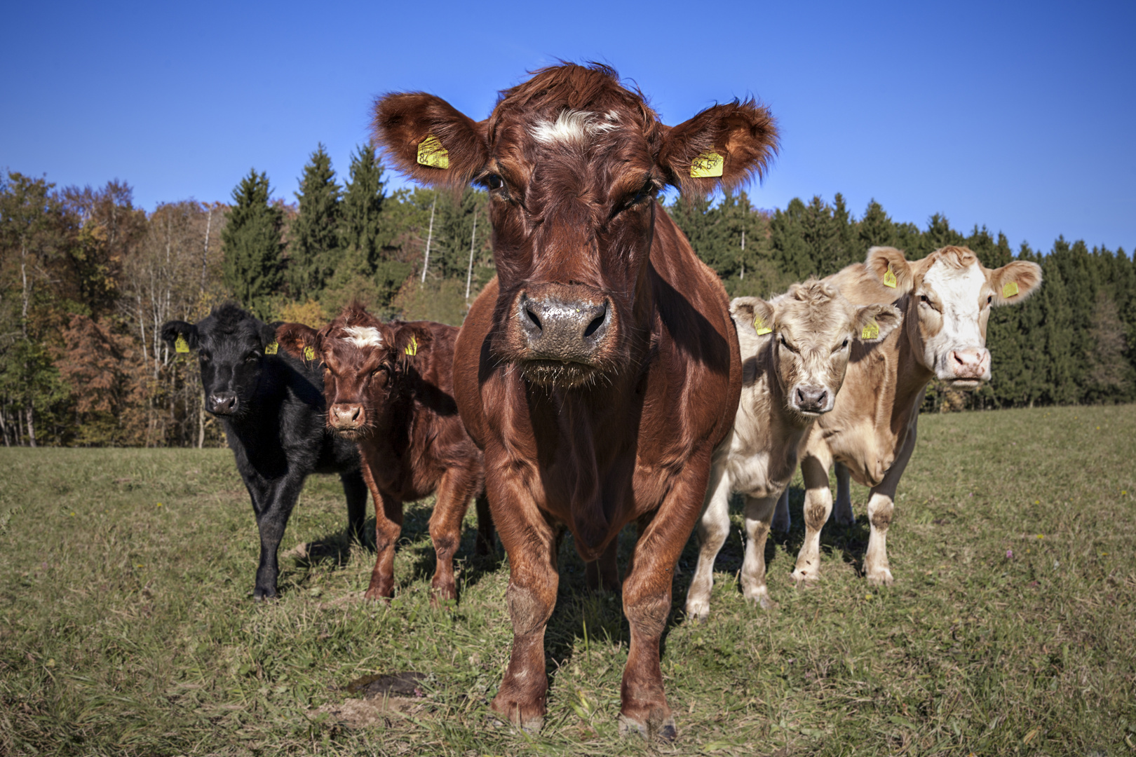 5 neugierige Kühe auf der Alb